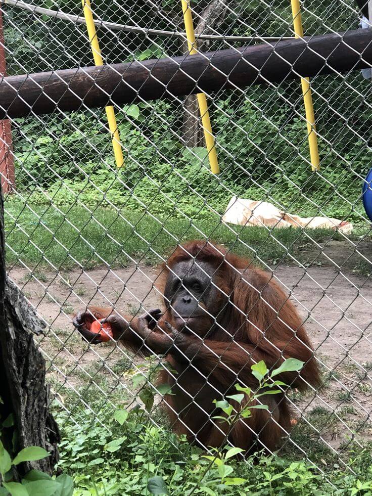Best Zoos In Lagos