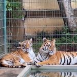Best Zoos in Abuja