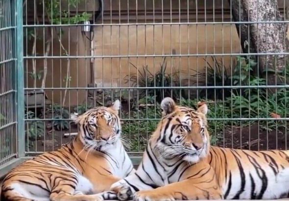 Best Zoos in Abuja