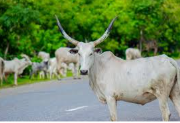 Oyo Against Street Open Grazing
