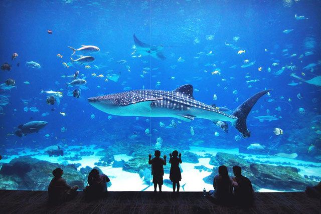 7 Fun Attractions in Atlanta, Georgia - YonneTours